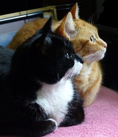 two cats are laying on the floor next to each other