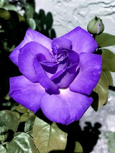 a purple rose with green leaves in the background