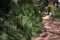 there are many trees and bushes along this path