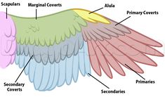 an image of wings labeled in the body and parts that make up this bird's wing