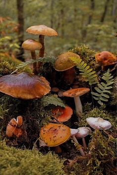 many mushrooms are growing on the mossy ground