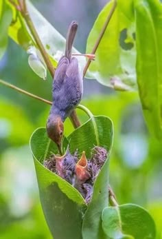 two birds sitting on top of a green leaf