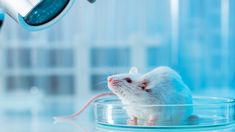 a white mouse sitting in a glass bowl