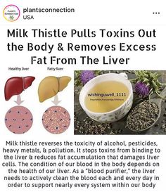 Detoxifying Herbs, Milk Thistle, The Liver, Hormone Health