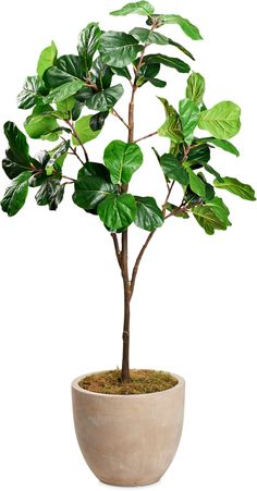 a potted plant with large green leaves on it's top, in front of a white background