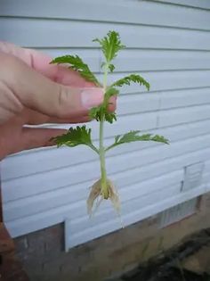 a person holding up a small plant in front of a white building with green leaves