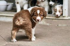 two puppies standing next to each other in front of a door with the caption aussie shepherd only my dogs will not be