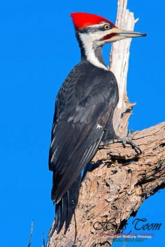 a red headed woodpecker perches on a dead tree