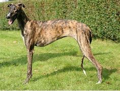 a brown and black dog standing on top of a lush green grass covered field next to a hedge