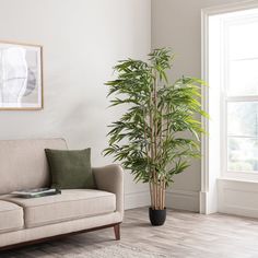 a living room with a couch and a potted plant on the floor in front of a window