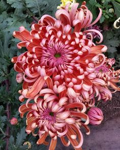 a large red and white flower in a garden