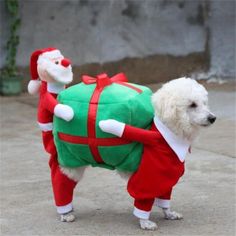 a white dog wearing a green and red christmas outfit with santa clause on it's back