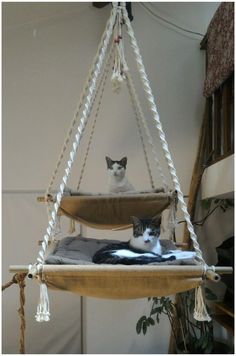 two cats sitting in a hammock hanging from the ceiling