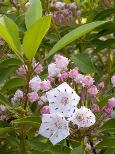 white and pink flowers are blooming in the wildflowers, with green leaves