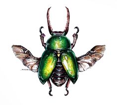 a drawing of a green beetle with long antennae