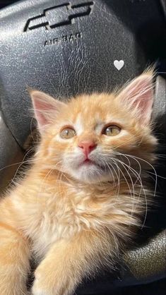 an orange kitten sitting on top of a car steering wheel with its paw up to the camera