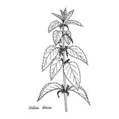 a drawing of a plant with leaves on it's stems and the words,