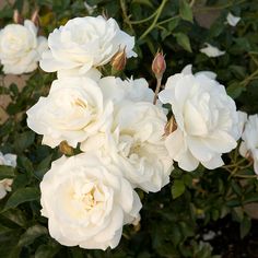 white roses are blooming in the garden