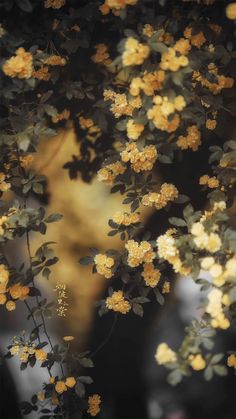 yellow flowers are growing on the branches of a tree in front of a woman's face