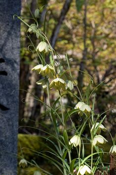 white flowers are growing in the woods near a bird feeder on a rock wall with trees in the background