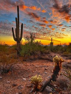 the sun is setting in the desert with cacti and other plants on the ground