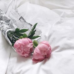 two pink peonies are laying on a white sheet with money in the background