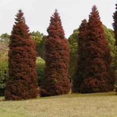 several tall trees in the middle of a field