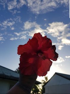 a person holding up a red flower in front of a blue sky with white clouds