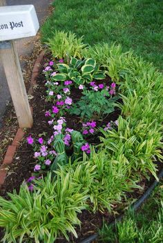 some purple flowers and green plants in a flower bed