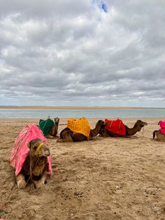 three camels with blankets on their backs are sitting in the sand at the beach