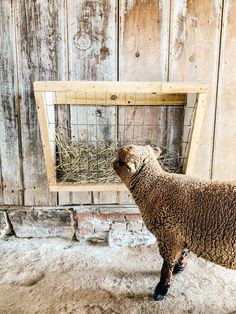 a sheep standing in front of a wooden wall eating hay from a wire cage on top of it