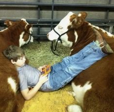 a young boy laying on the ground between two brown and white cows in a pen