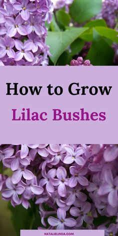 lilacs with the words how to grow lilac bushes