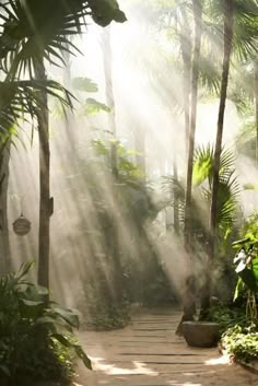 sunbeams shine through the trees and onto a path in a tropical garden with palm trees