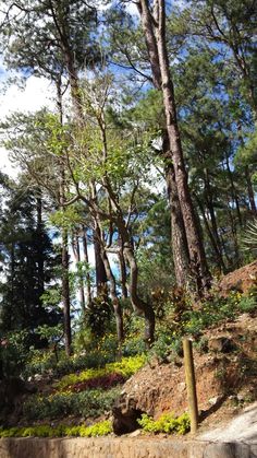 trees and bushes on the side of a hill