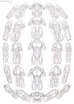 an image of the muscles and their functions in this drawing lesson, it shows how to draw