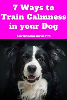 7 Ways to Train Calmness in your Dog - Dog Training Advice Tips Hyper Dog, Dog Training Advice, Dog Tips, Calm Dogs