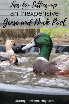 two ducks in a pool with text overlay saying tips for setting up an expensive geese and duck pool