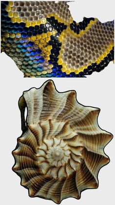 two different types of snake skin are shown in this image, one is yellow and the other is blue