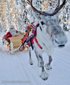 a reindeer pulling a sleigh in the snow with people on it's back