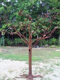 a tree that is in the middle of some dirt