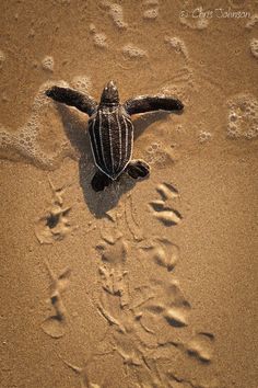 a baby sea turtle is making its way to the ocean from the sand and footprints