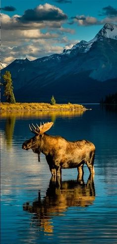 a moose is standing in the water with mountains in the background