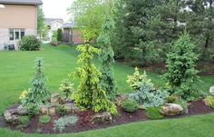 a garden with rocks and trees in it