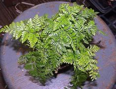 a bunch of green plants sitting on top of a wooden table