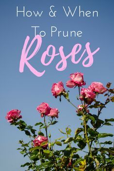 pink roses against a blue sky with the words how and when to prune roses