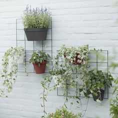 several plants are hanging on a white brick wall with metal planters attached to it