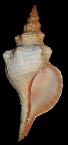 a close up of a sea shell on a black background