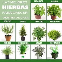 the best herbs for indoorss are shown in this poster, which shows different types of plants