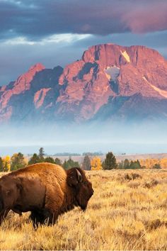 two bison standing in the grass with mountains in the background